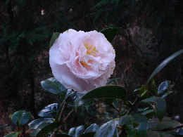 e0111346_20304923.jpg