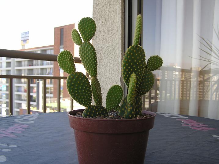 c0103368_6455384.jpg