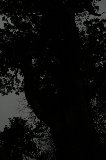 d0079278_206569.jpg