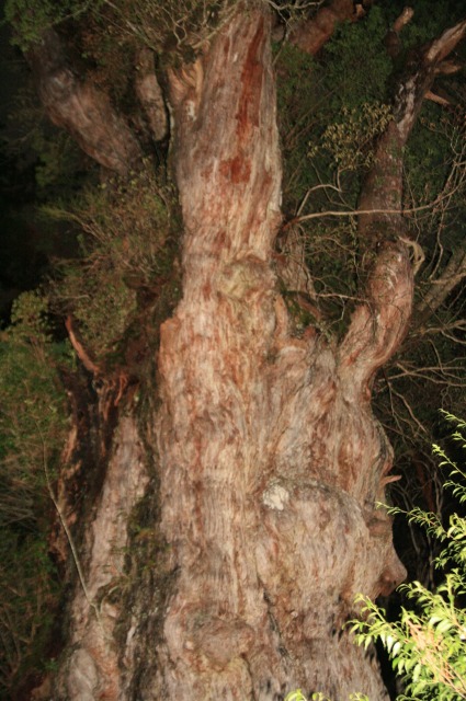 d0079278_2081643.jpg