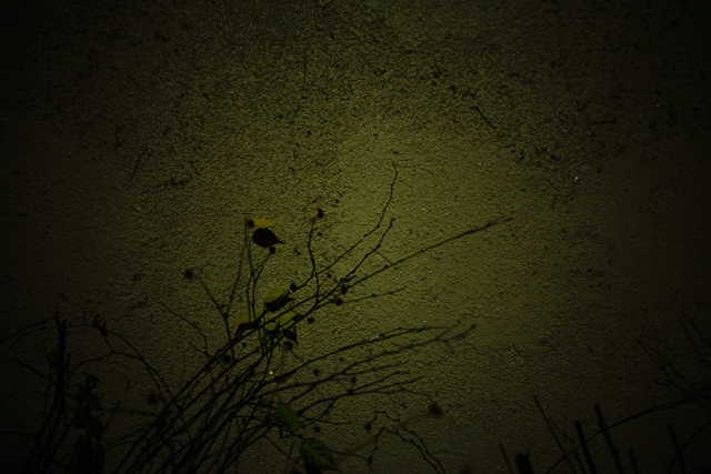 a0008508_043509.jpg