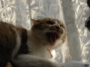 c0136736_16534651.gif