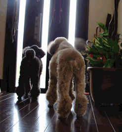 c0136736_17101740.gif