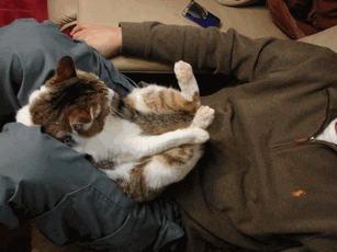 c0136736_171487.gif