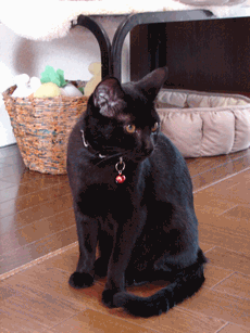 c0136736_1732647.gif