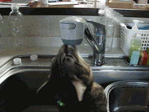 c0136736_1795469.gif