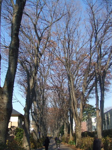 c0071545_1325812.jpg