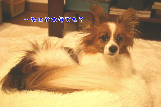 d0013149_0543735.jpg