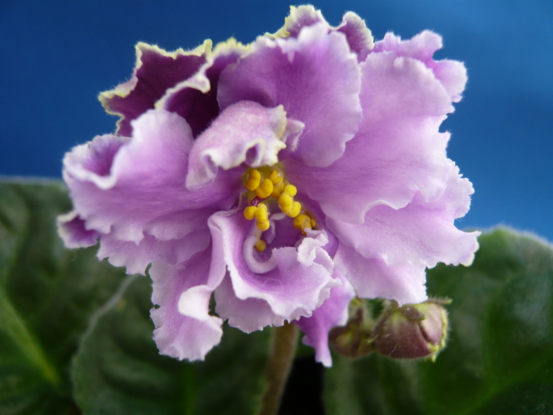 f0135269_134701.jpg