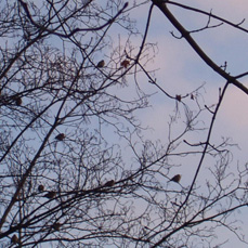 a0060003_8135744.jpg