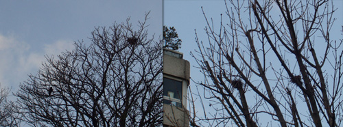 a0060003_8153466.jpg