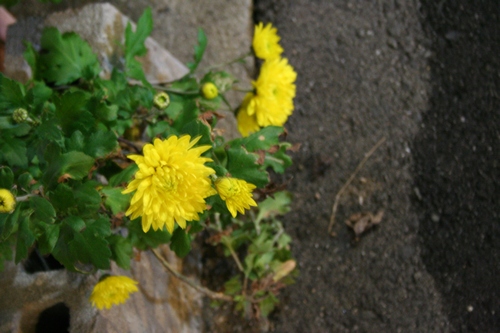 d0131006_23372551.jpg
