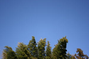 e0070606_2354386.jpg