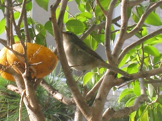 b0058840_8161577.jpg