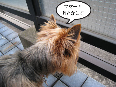 僕のボールがぁぁぁ!"