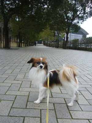 e0100046_1512979.jpg
