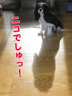 c0145250_13254365.jpg