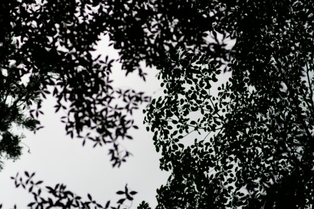 d0079278_9454776.jpg
