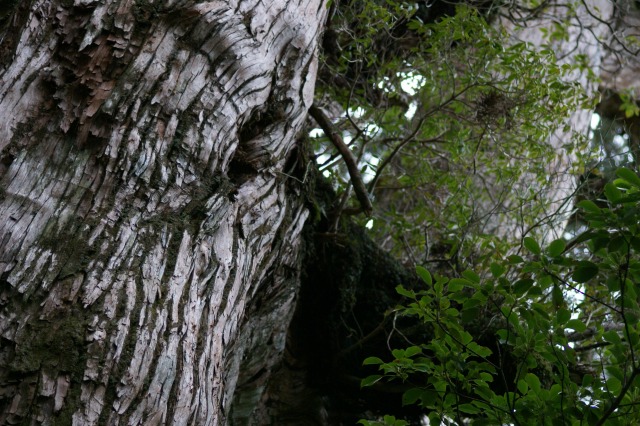 d0079278_9503766.jpg