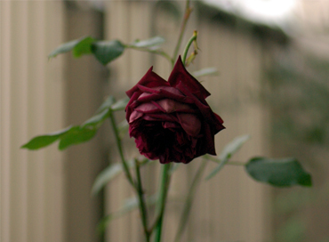 b0034284_043459.jpg