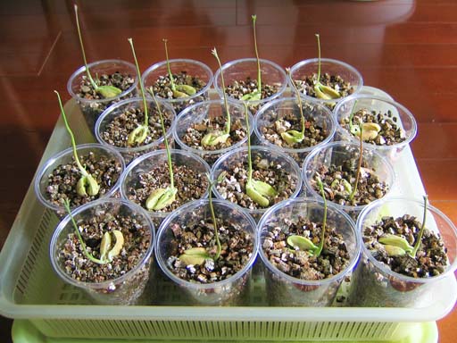 ランブータンの発芽率 トロピカルフルーツ成長ノート