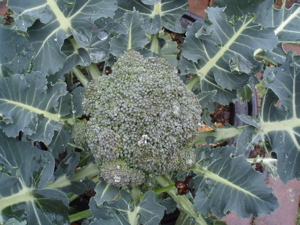 f0130894_20455690.jpg