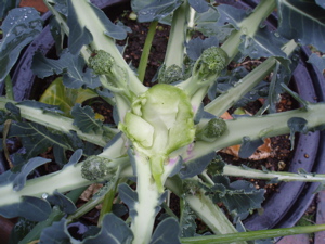 f0130894_20481577.jpg