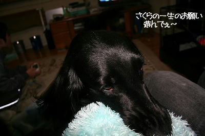 f0066824_1413730.jpg