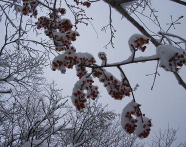 f0118332_20334337.jpg
