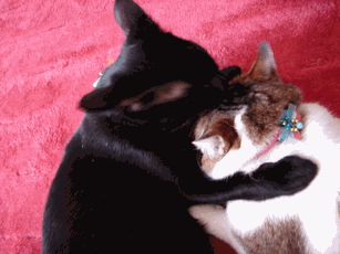 c0136736_19174628.gif