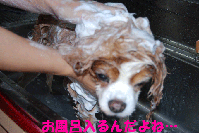 c0136838_351485.gif