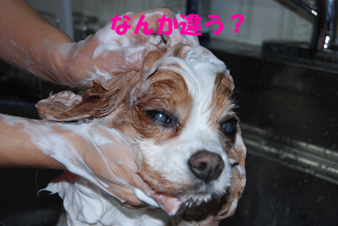 c0136838_3524255.gif