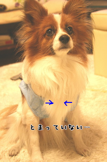 d0013149_2328680.jpg