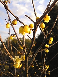c0069552_9375749.jpg
