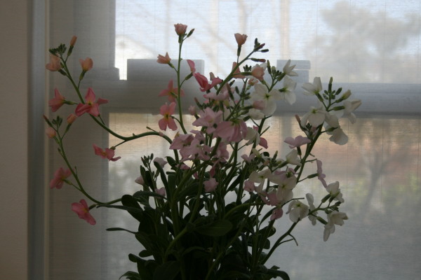 e0114977_1845394.jpg