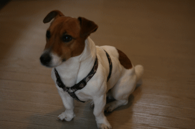 d0100192_21244717.gif