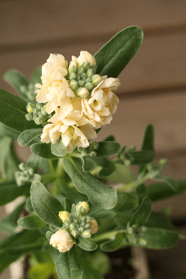 d0100192_21324055.gif