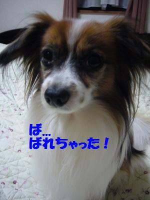 e0100046_20423837.jpg