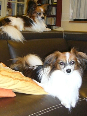 e0100046_2059286.jpg