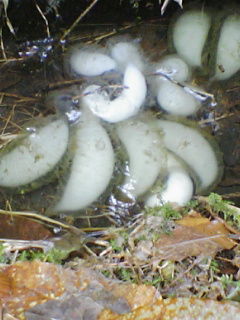 e0085052_10534149.jpg
