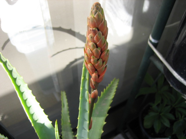 e0096862_16445999.jpg