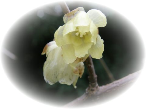 c0042869_13311419.jpg