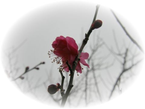 c0042869_1331549.jpg
