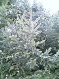 a0052621_23574938.jpg