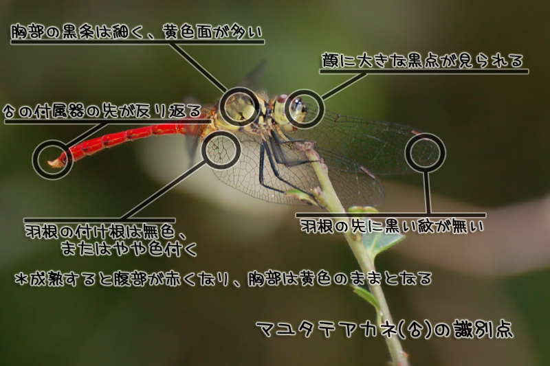 a0059328_2152366.jpg