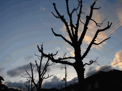 c0136736_13115559.gif