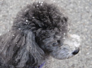 c0136736_13134056.gif