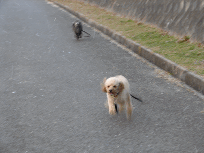 c0136736_13144386.gif