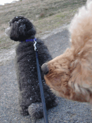 c0136736_13165799.gif