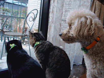 c0136736_1327548.gif